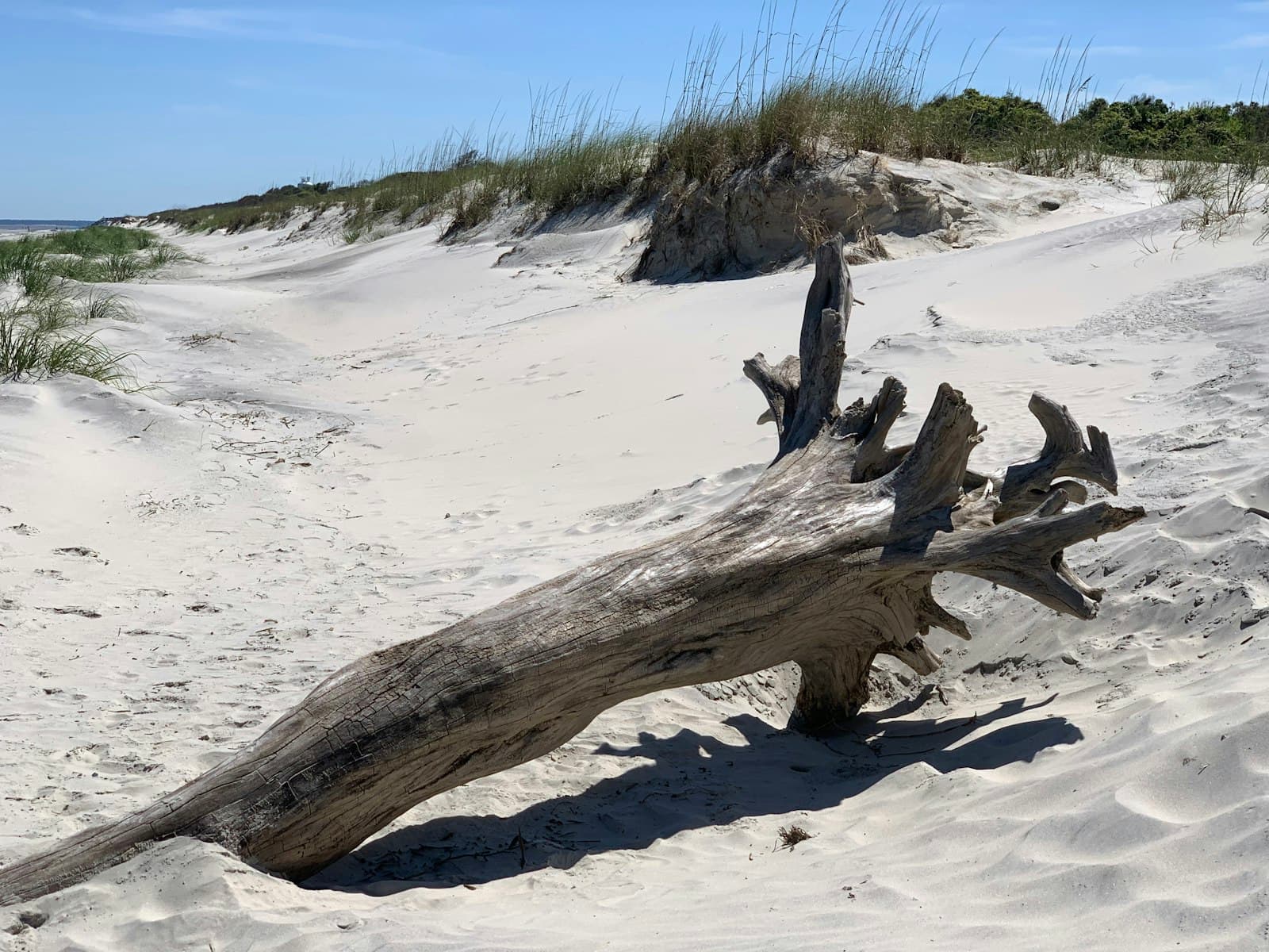 Jekyll Island — a fallen tree on a sandy beach near the ocean