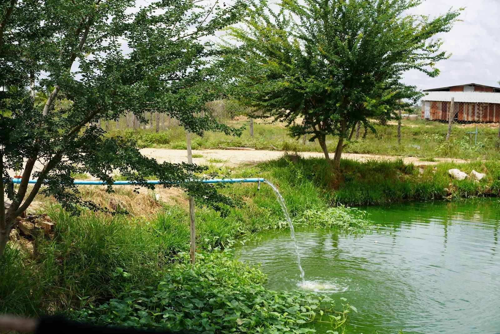 Kampong Cham — a river with trees and grass