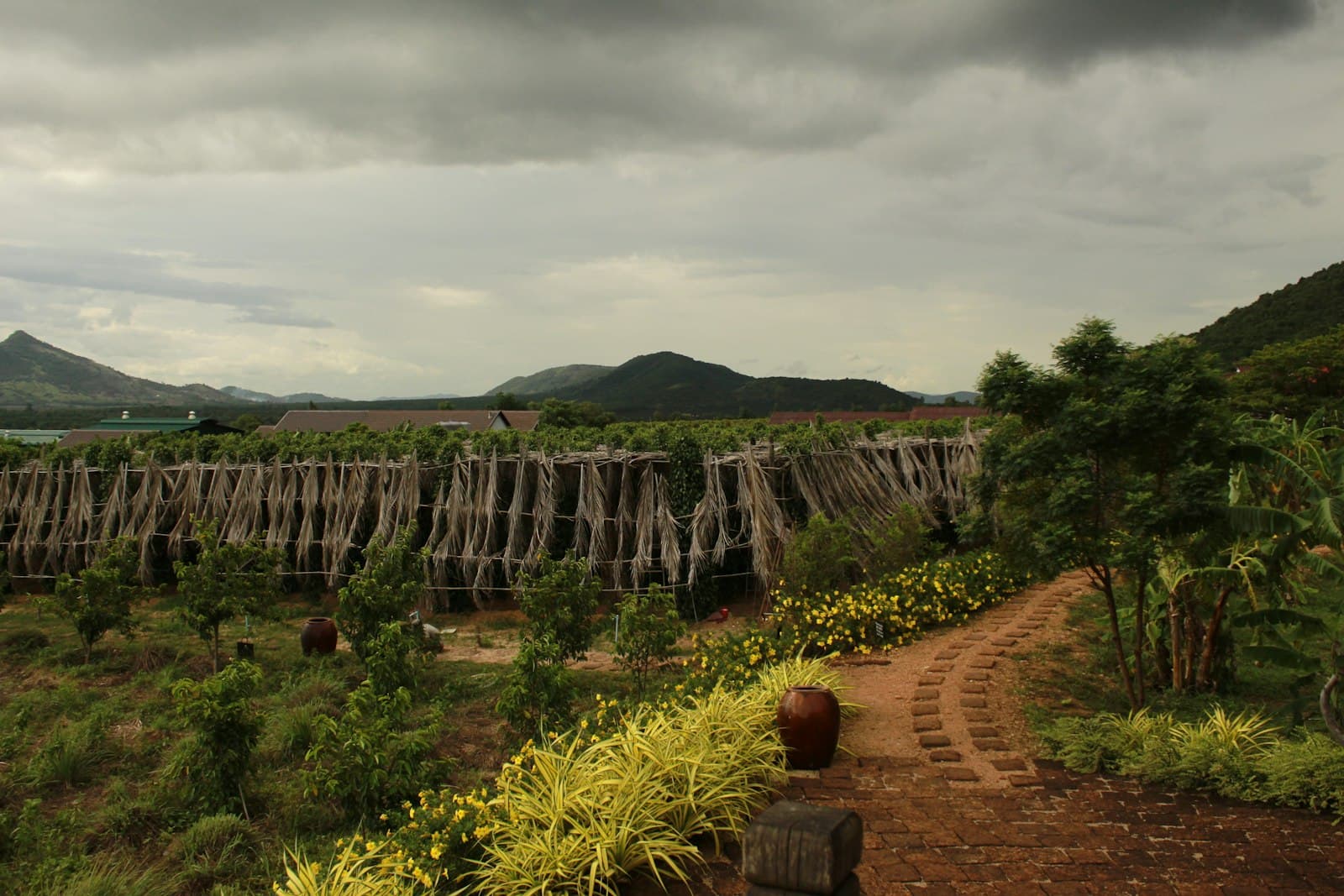 Kampot — green plants on brown soil under white sky during daytime