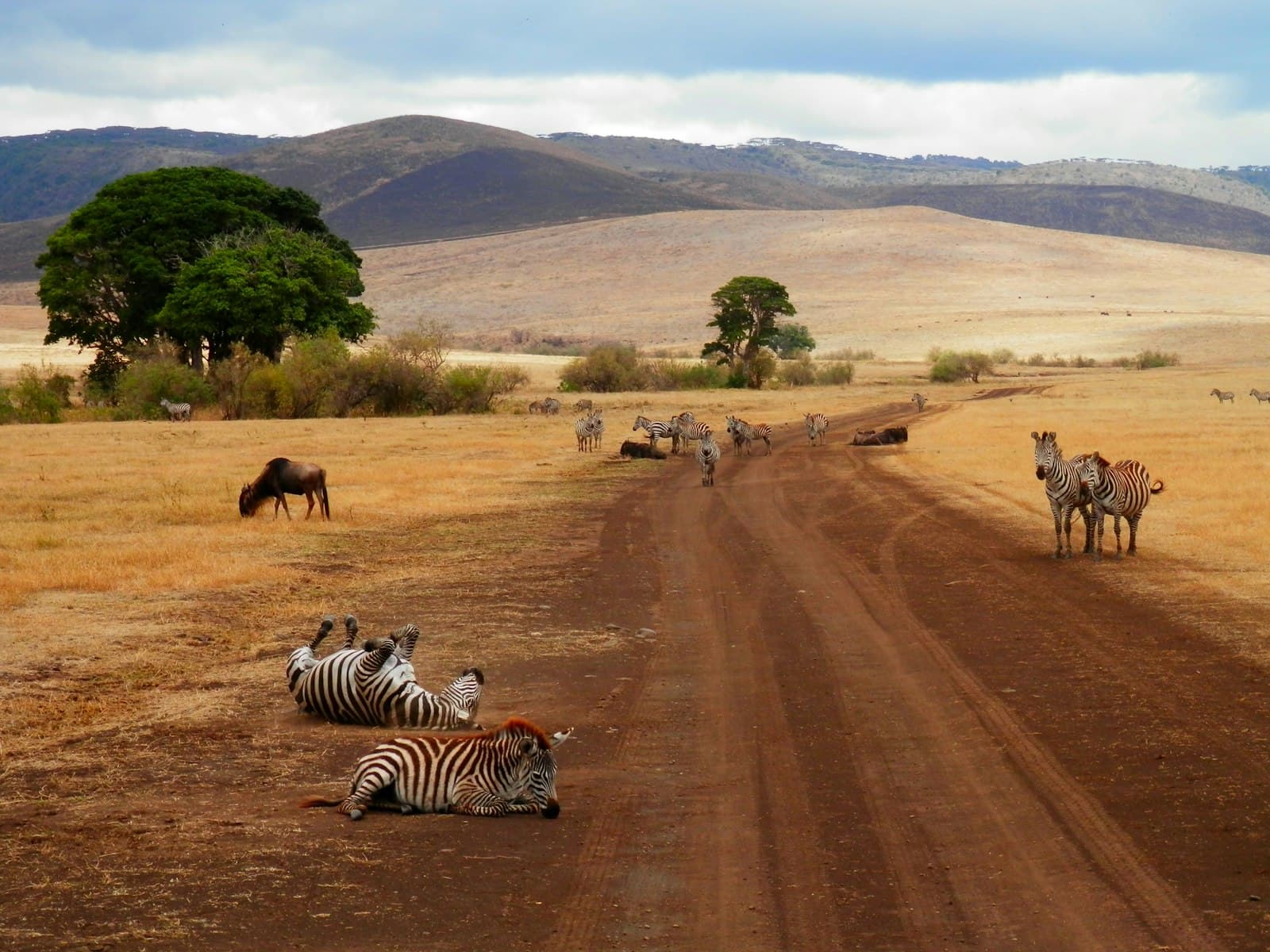 Karatu — group of zebra on desert