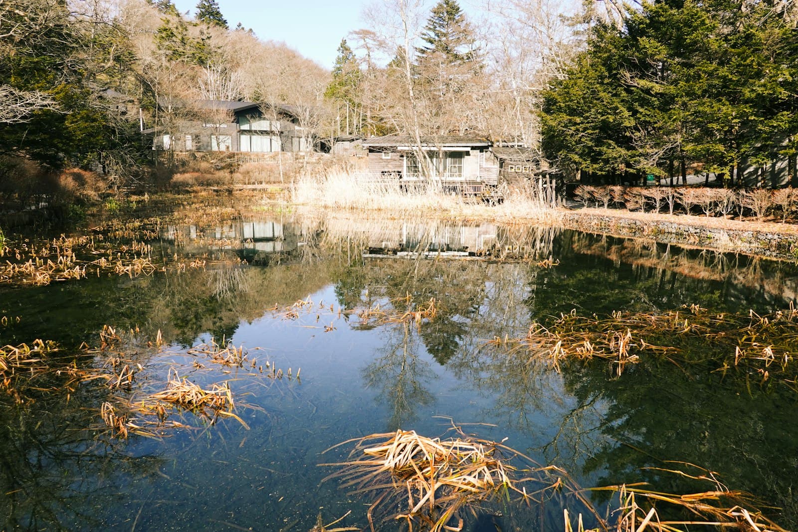 Karuizawa — a pond surrounded by tall grass and trees