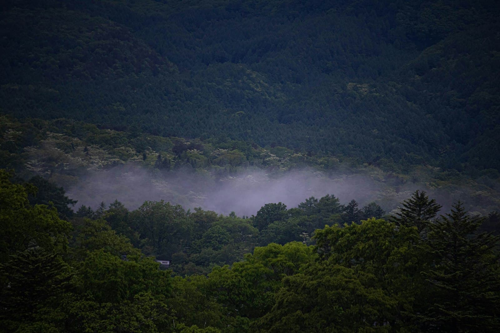 Karuizawa — a foggy forest filled with lots of trees