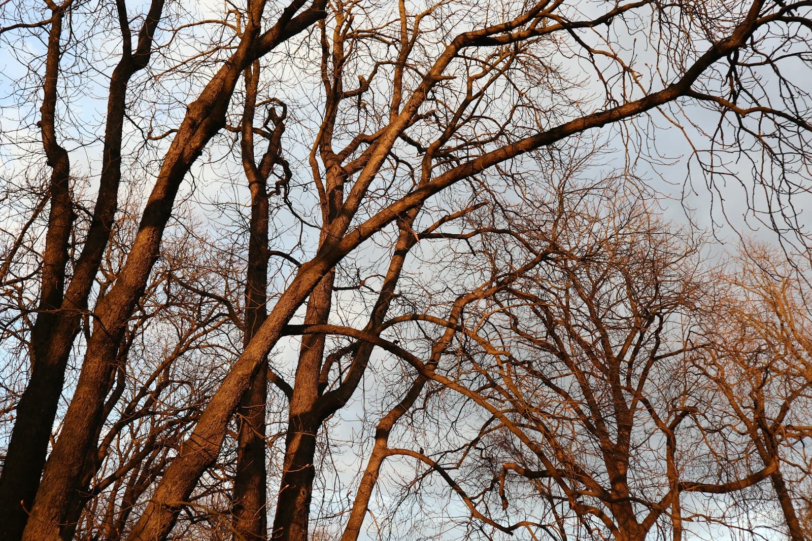 Kielce — a group of trees with no leaves on them