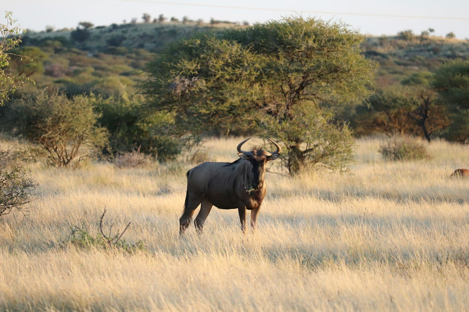 Kimberley — brown water buffalo on brown grass field during daytime