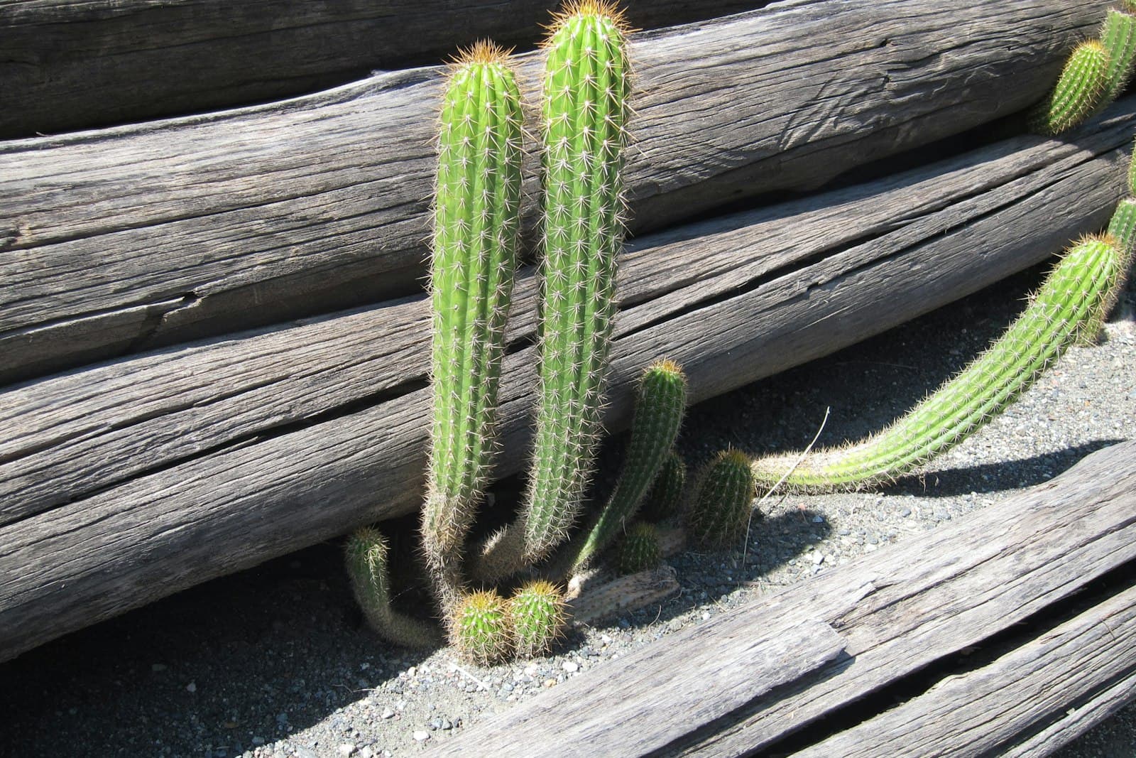 Kimberley — a group of cactus plants next to a pile of logs