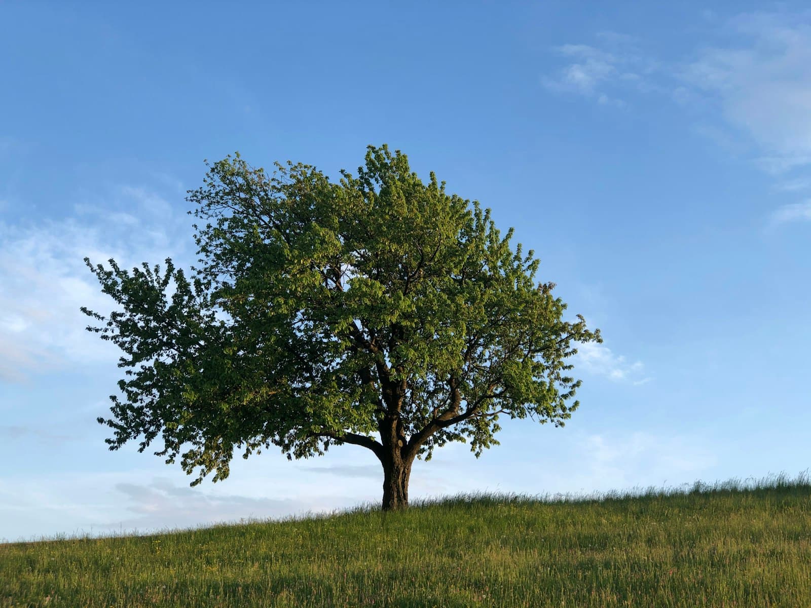 Klosterneuburg — green tree on green grass field under blue sky during daytime