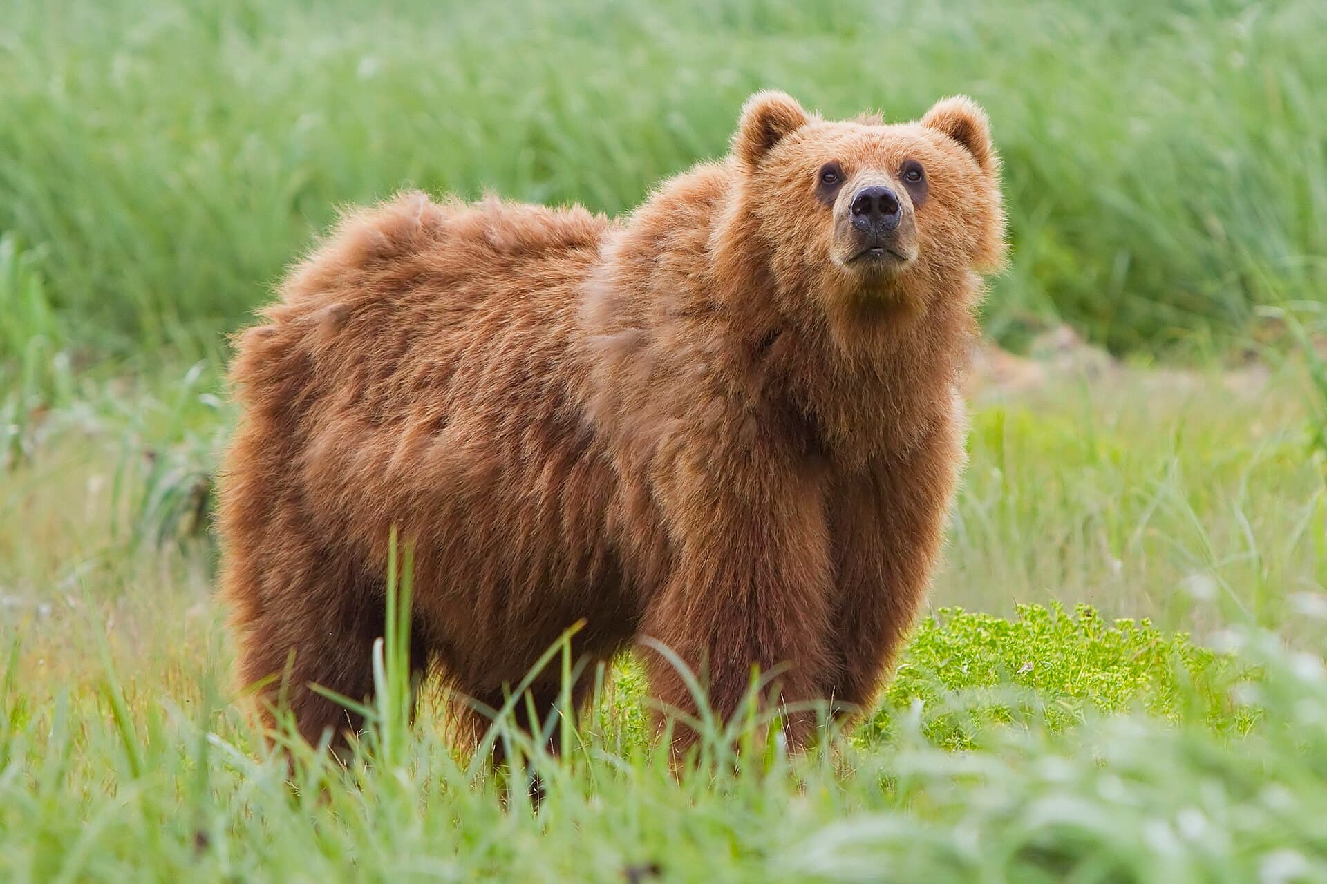 Kodiak