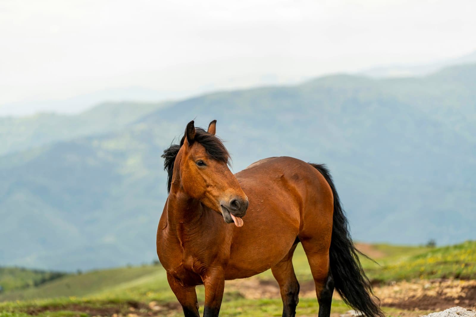 Kraljevo — A brown horse standing on top of a lush green hillside