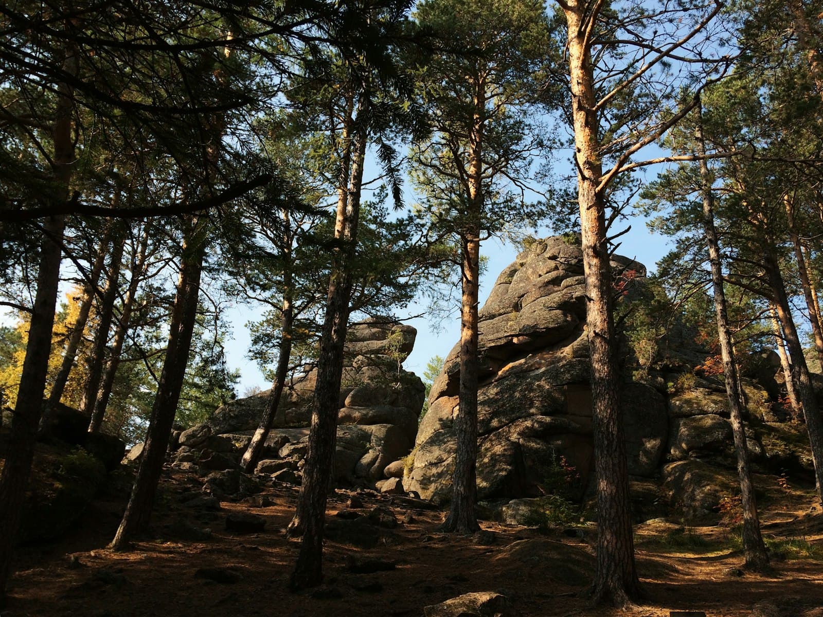 Krasnoyarsk — a forest filled with lots of tall trees