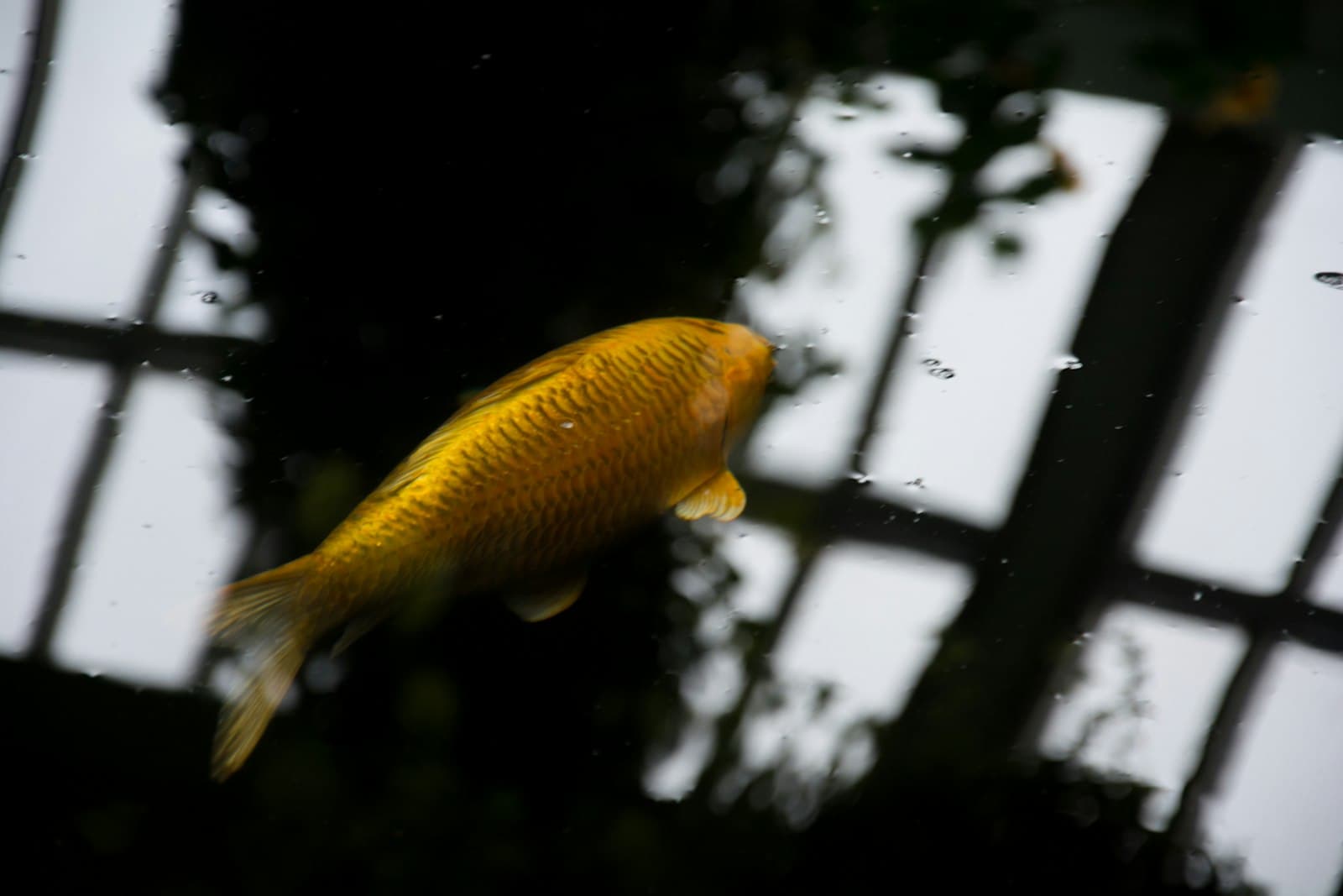 Kretinga — close shot of brown fish