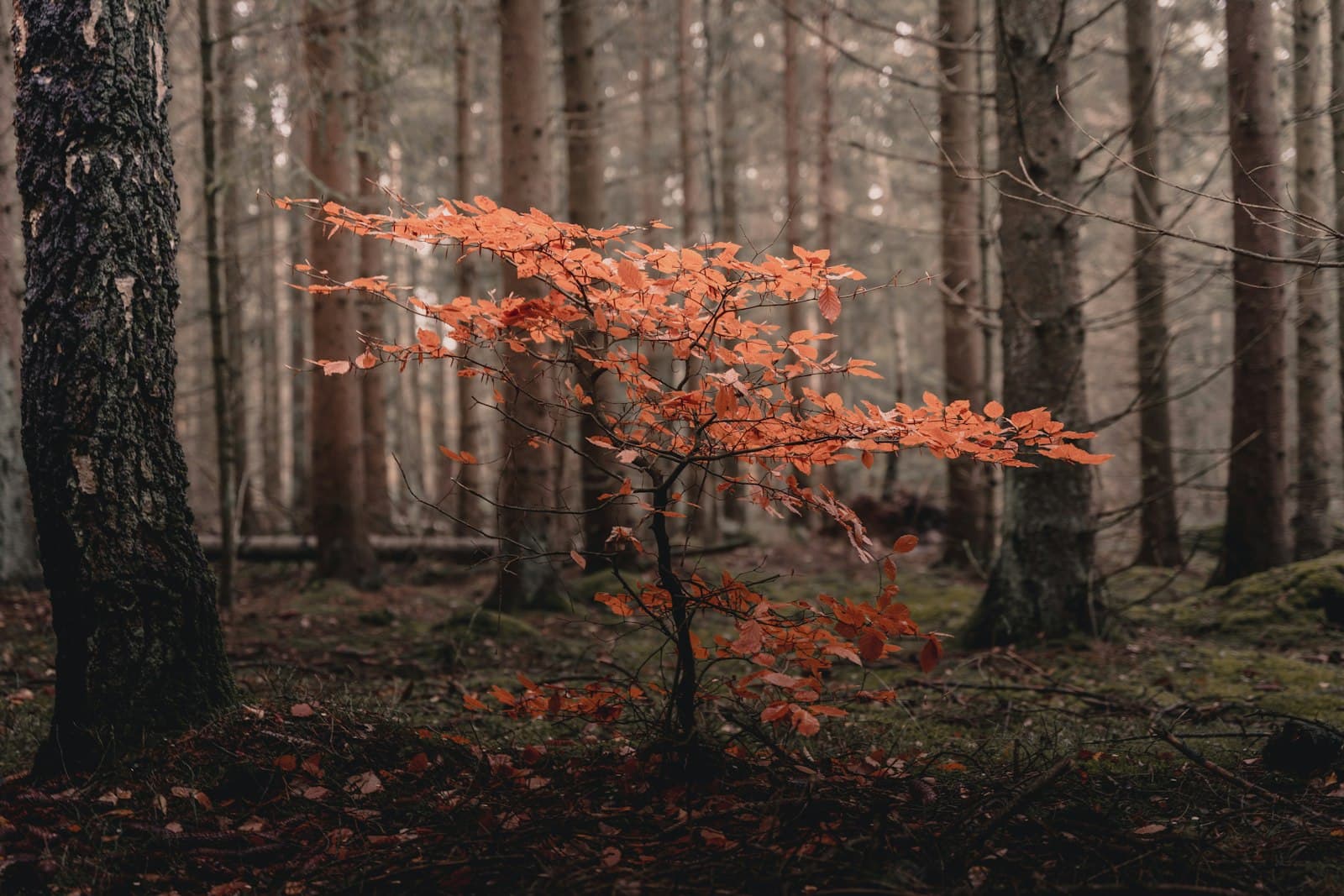 Kristianstad — brown leaves on tree branch