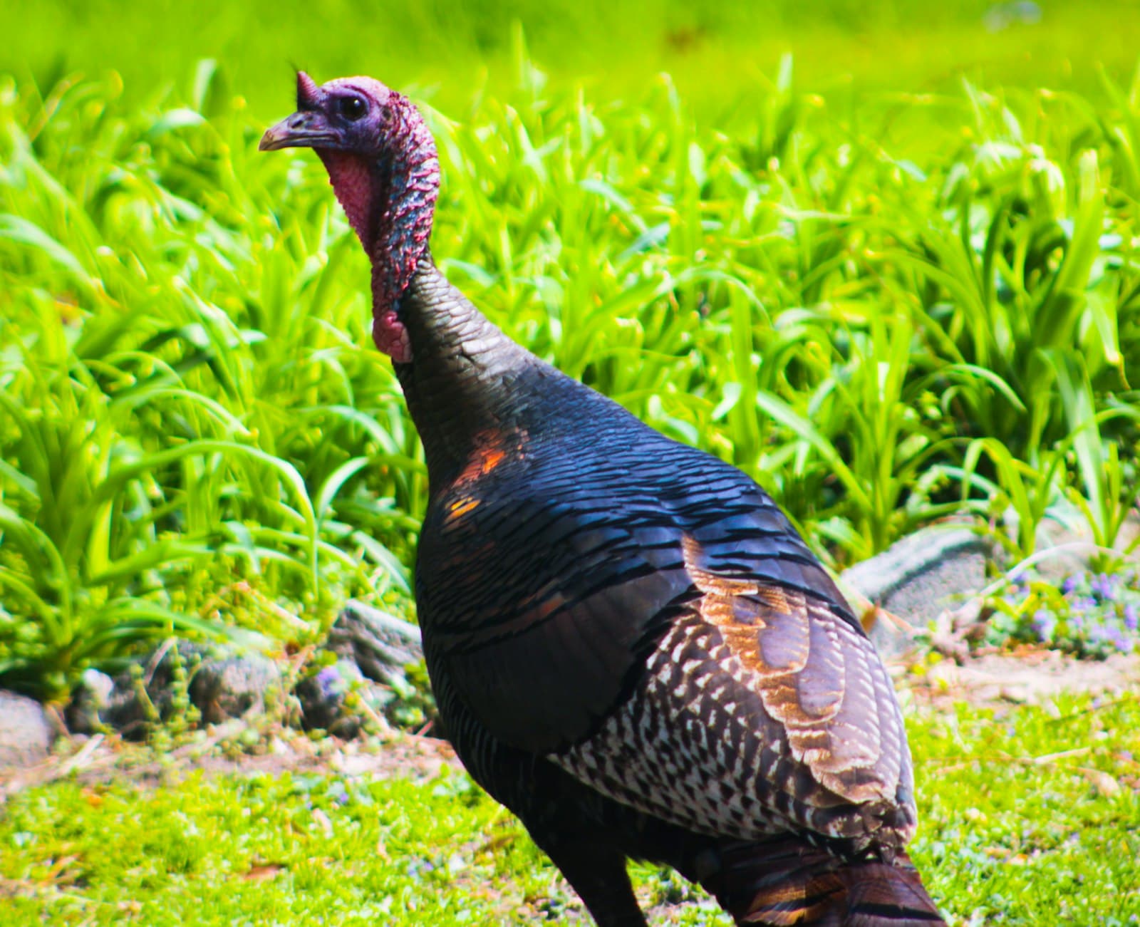 Kula — a close up of a bird on a field of grass