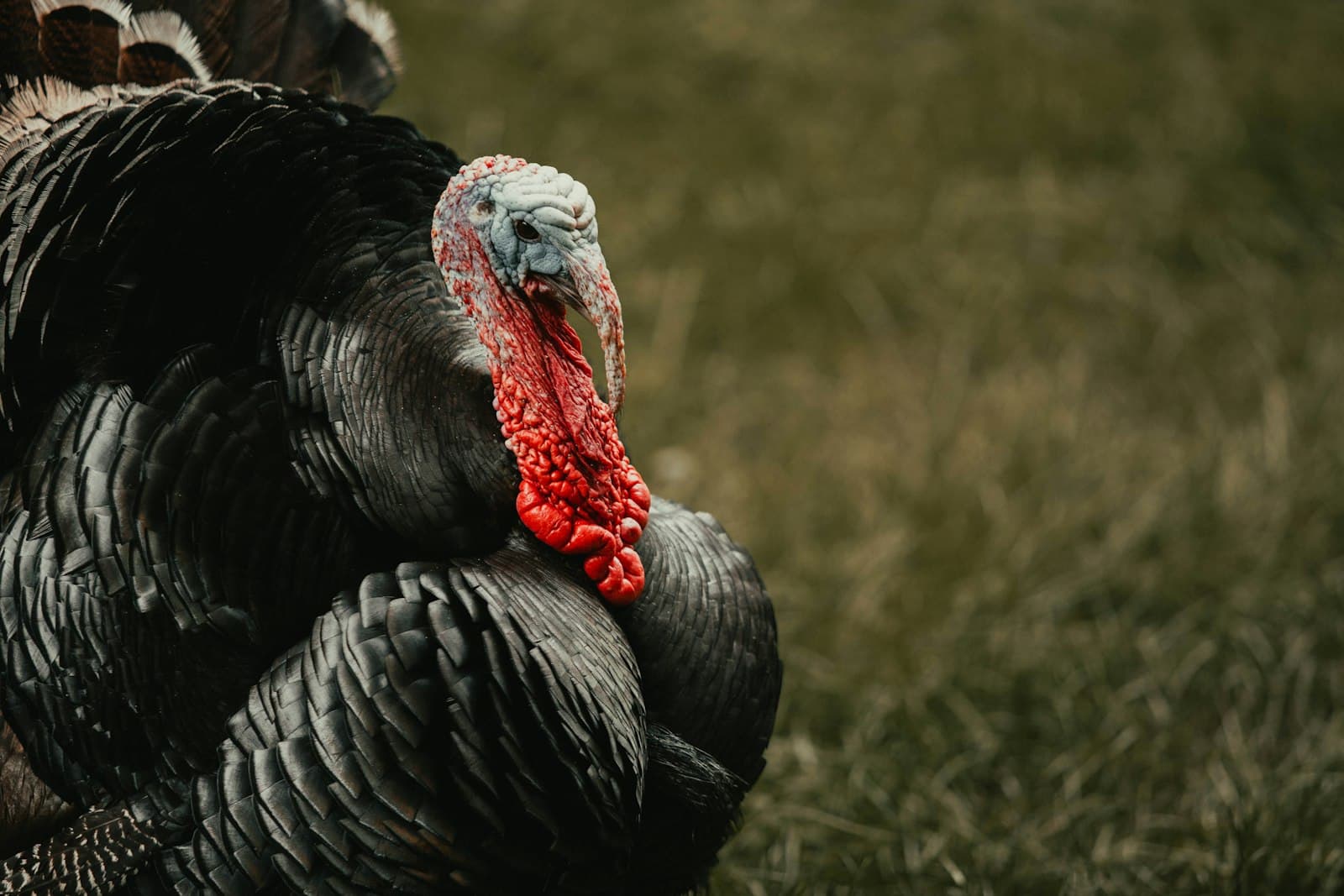 Kula — black turkey on green grass during daytime