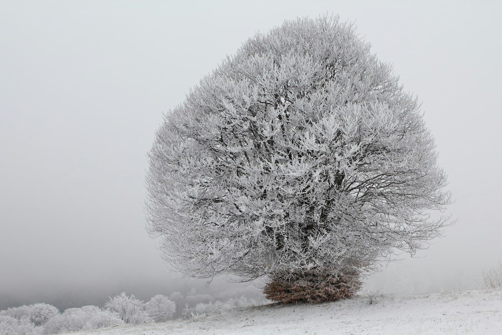 Kyustendil — snow frosted tree