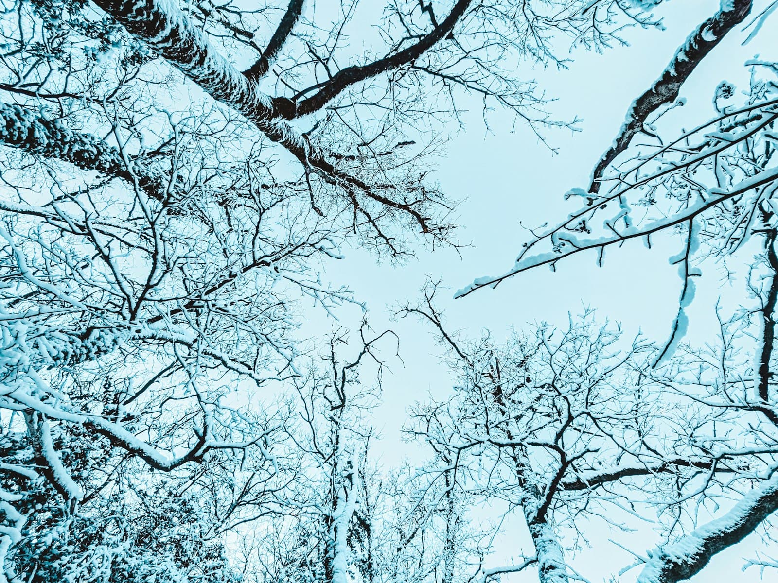 La Roche-sur-Yon — Snow-covered trees against a pale sky