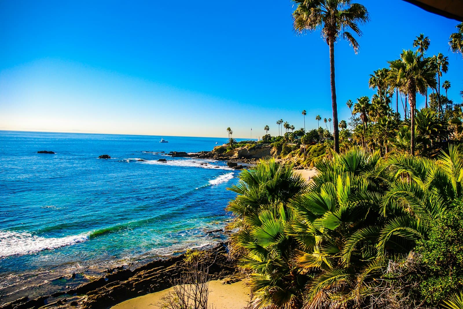Laguna Beach — green palm trees near body of water during daytime