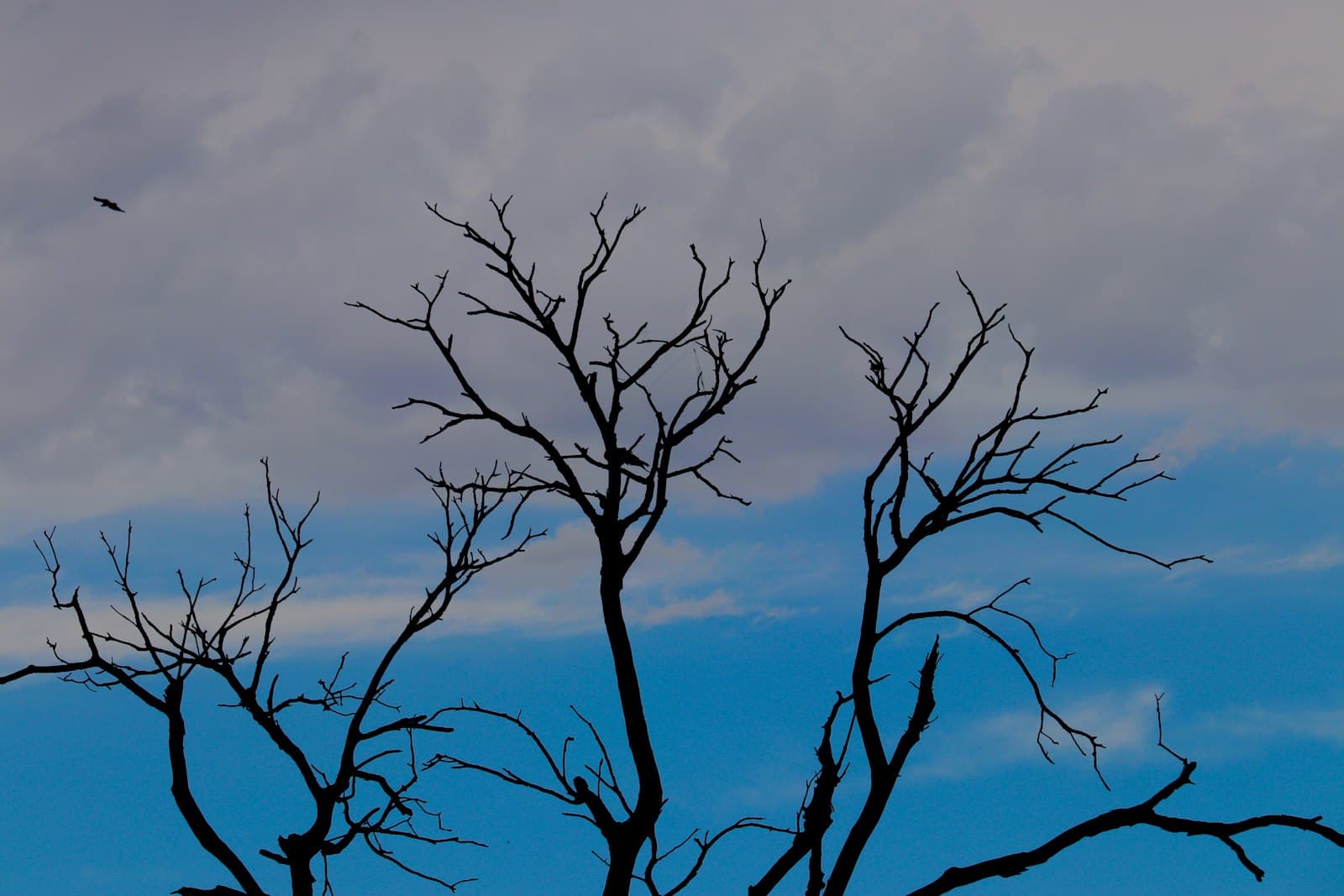 Lahore — leafless tree under cloudy sky