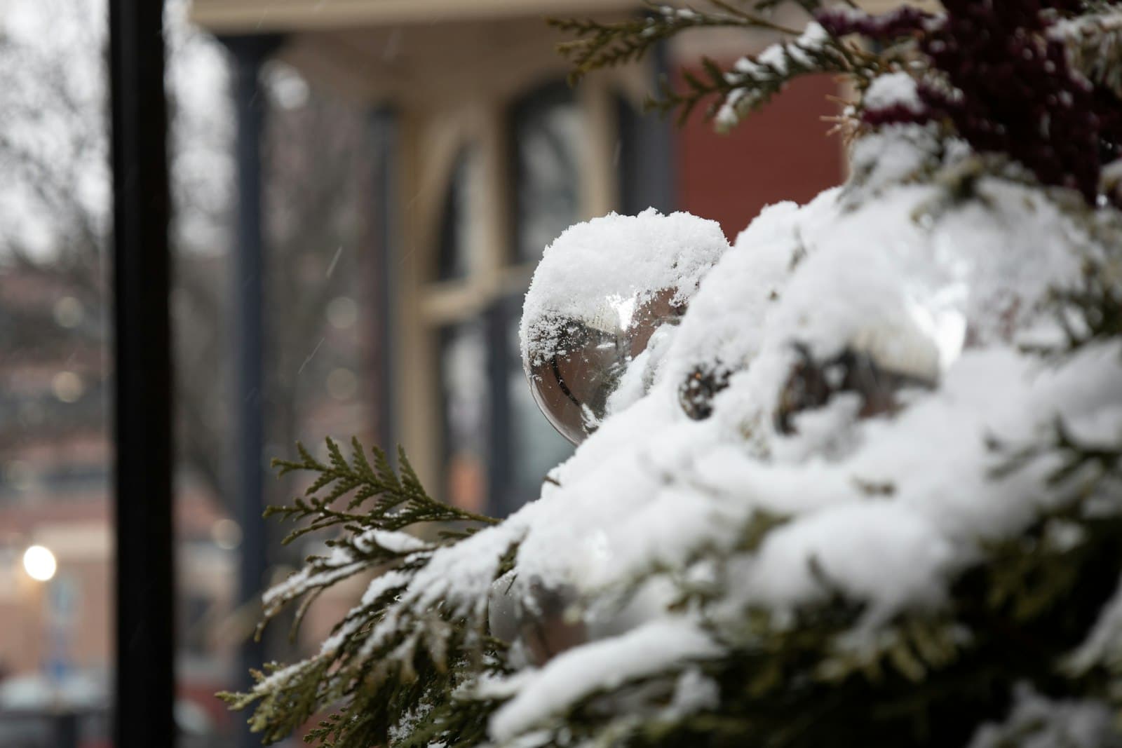 Lancaster — a close up of a snow covered plant