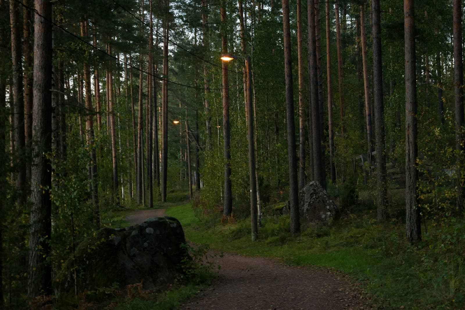 Lappeenranta — black labrador retriever on forest during daytime