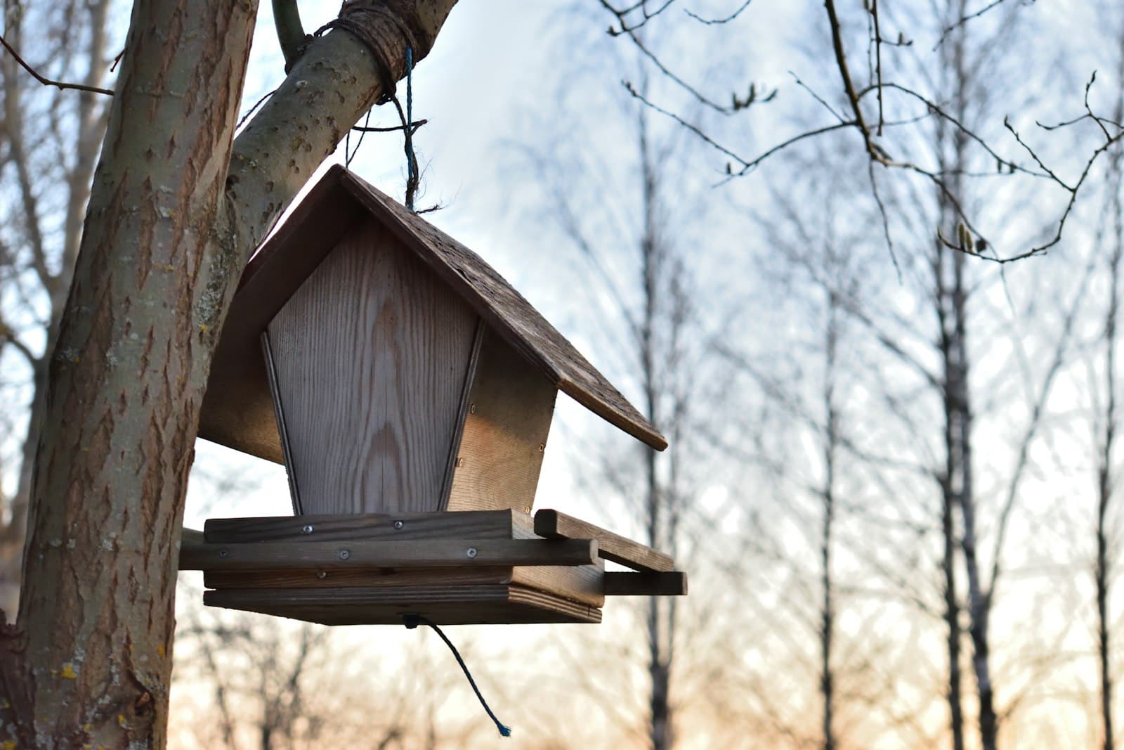Lappeenranta — brown wooden bird house on tree branch during daytime