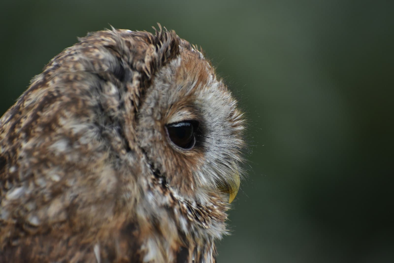 Lavenham — a close up of an owl with a blurry background