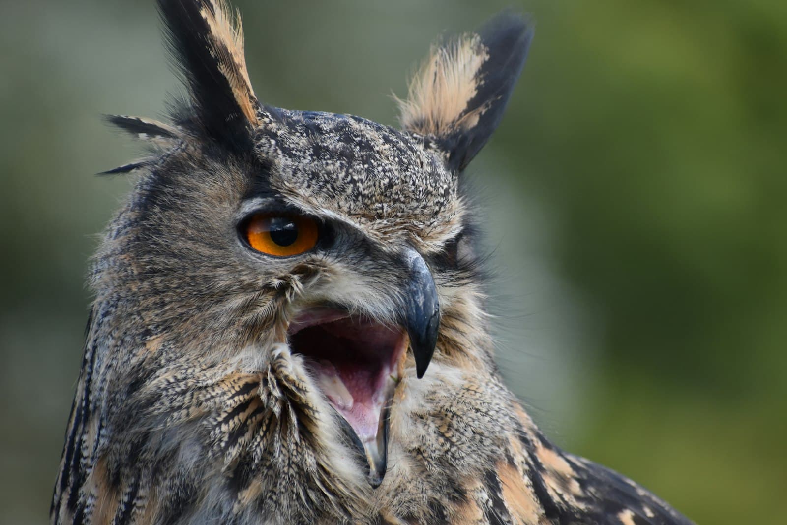 Lavenham — a close up of an owl with its mouth open