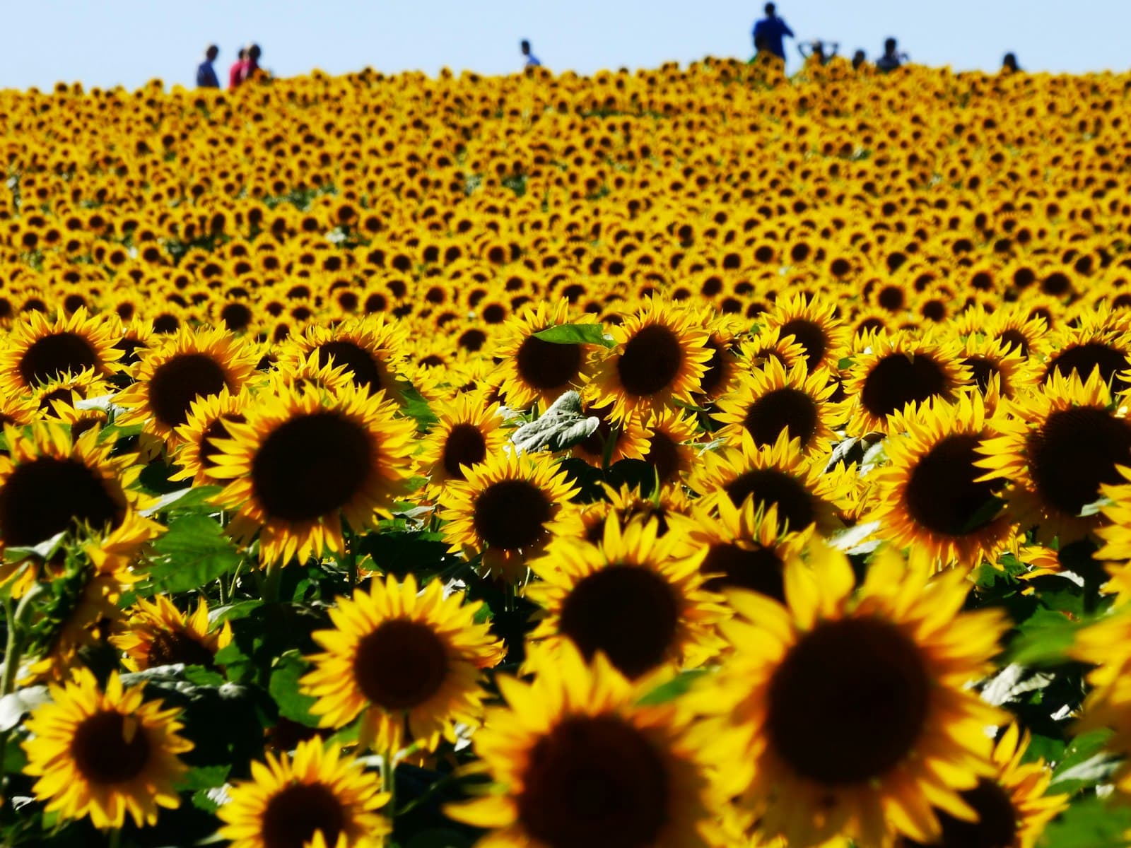Lawrence — people standing near sunflower field