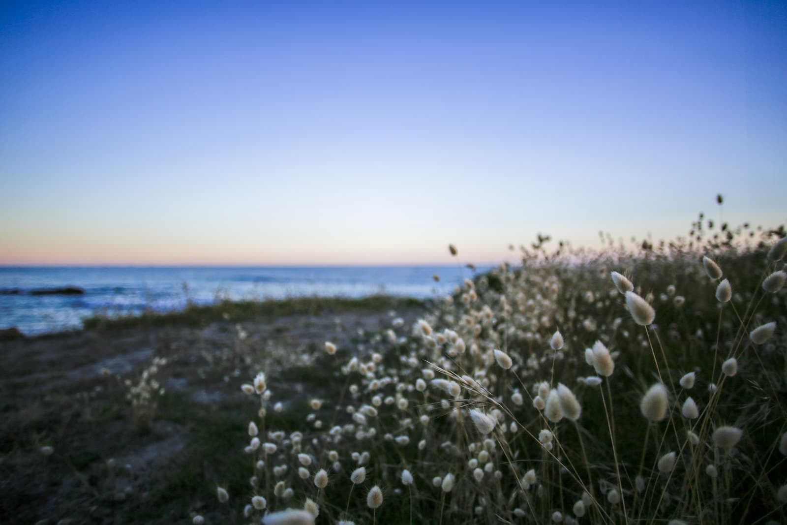 Le Croisic — a field of white flowers next to a body of water
