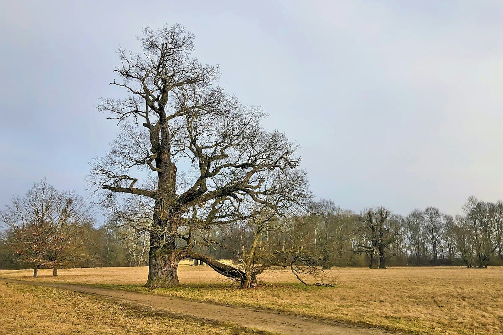 Lednice — leafless tree on brown grass field