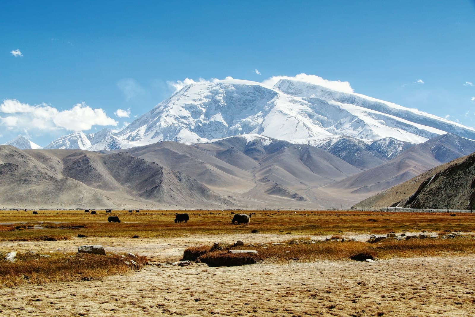 Lhasa — a group of animals grazing in a field with a mountain in the background