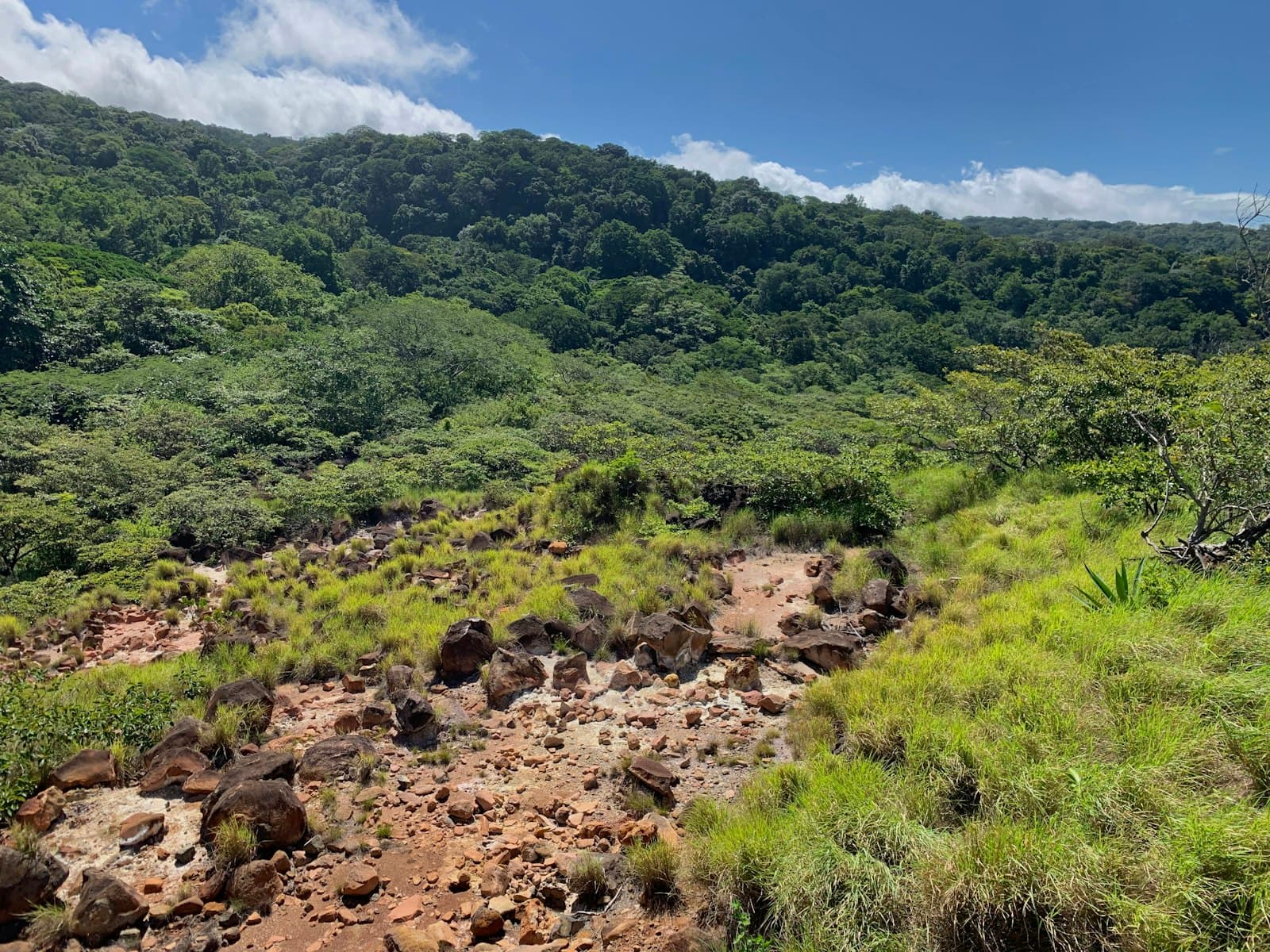 Liberia — green trees on mountain under blue sky during daytime