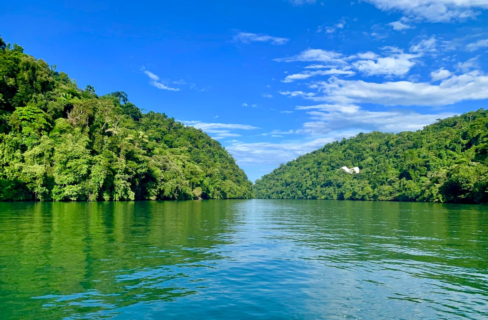 Livingston — green trees on island surrounded by water under blue sky during daytime