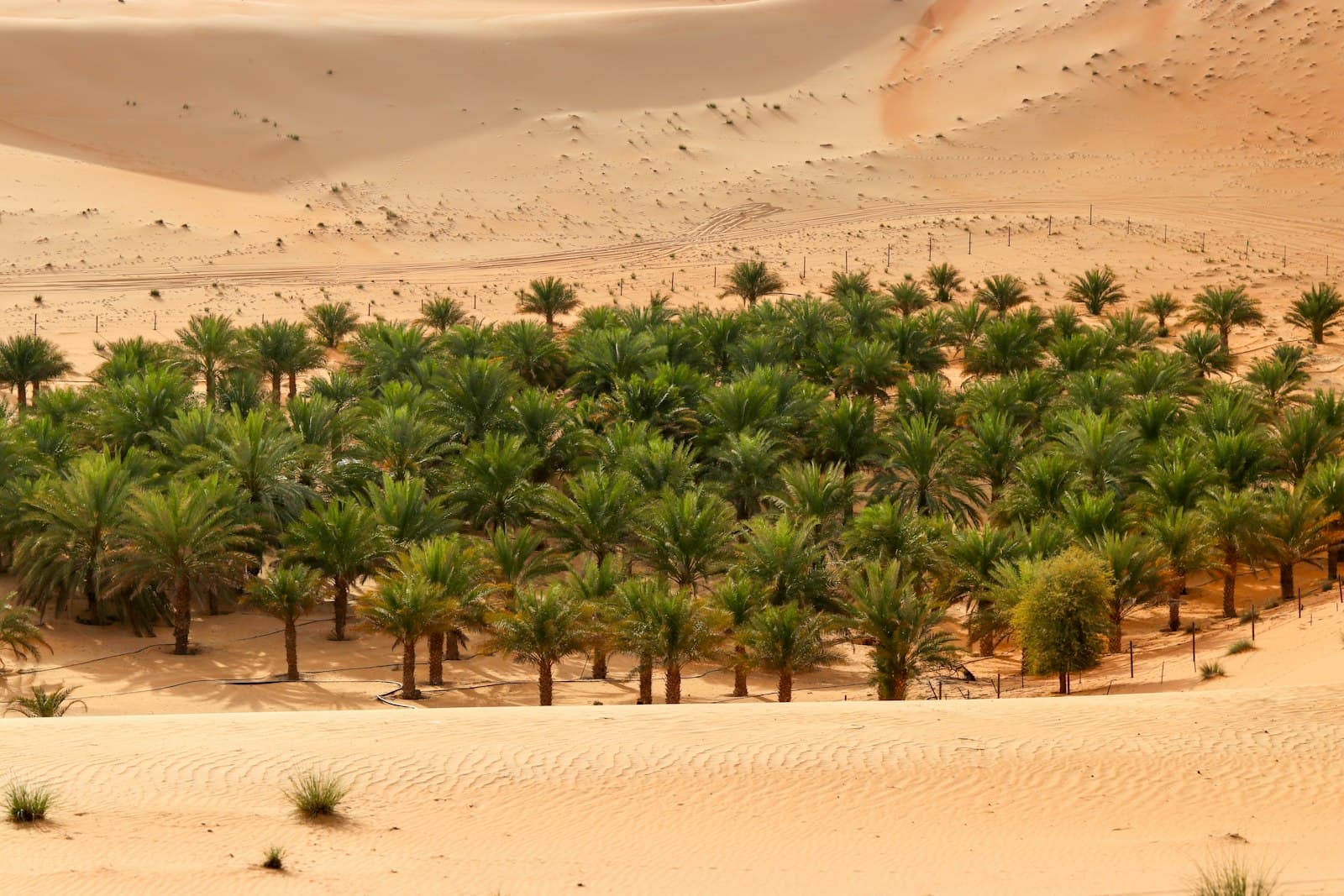 Liwa — An oasis blooms amidst the desert sands.