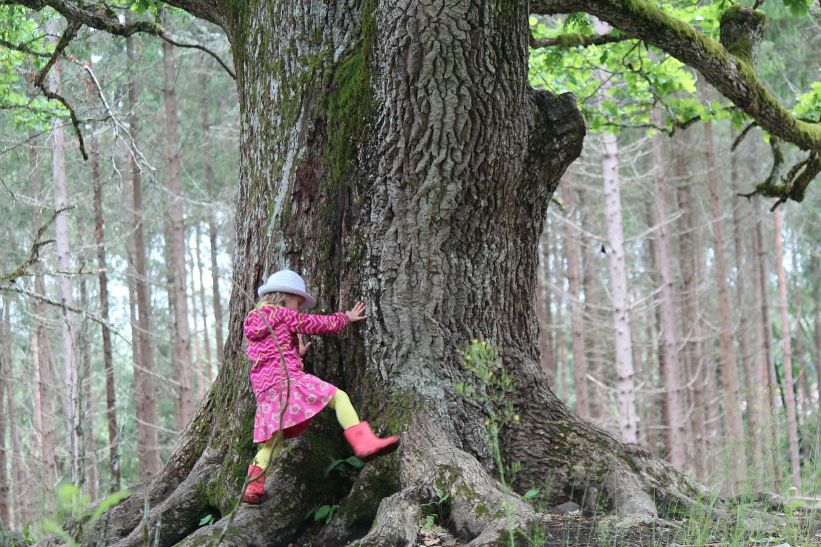 Lohja — girl in pink jacket and pink pants climbing on brown tree during daytime