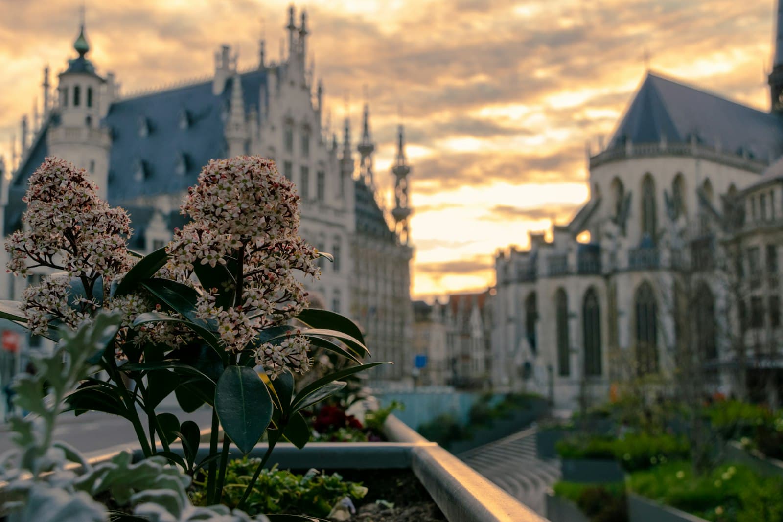Leuven — a view of a building with flowers in the foreground