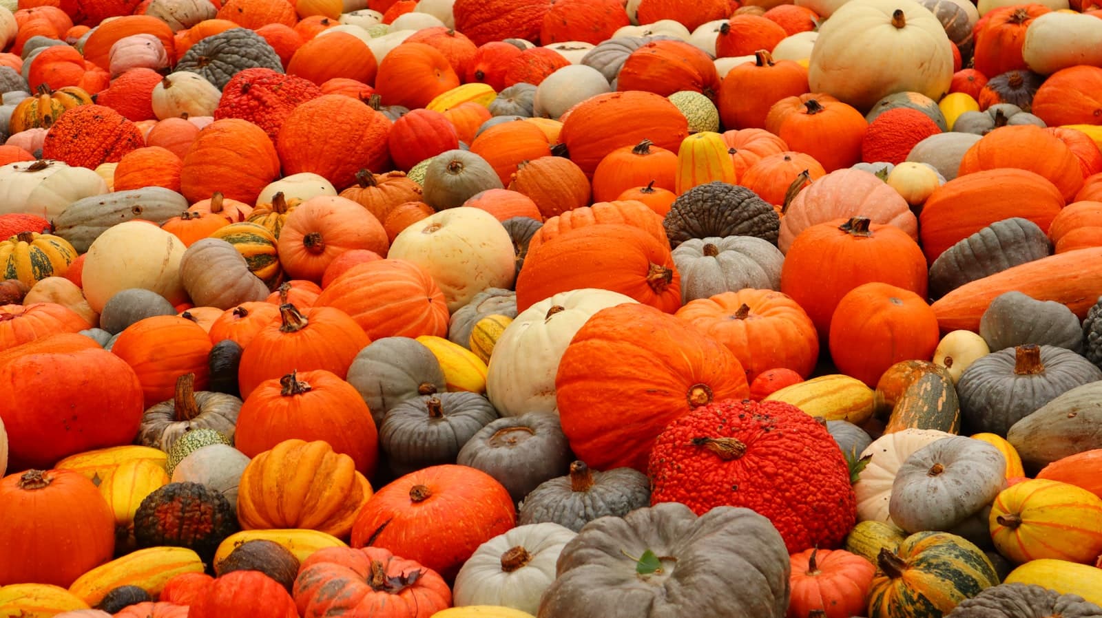 Ludwigsburg — a pile of orange and yellow pumpkins