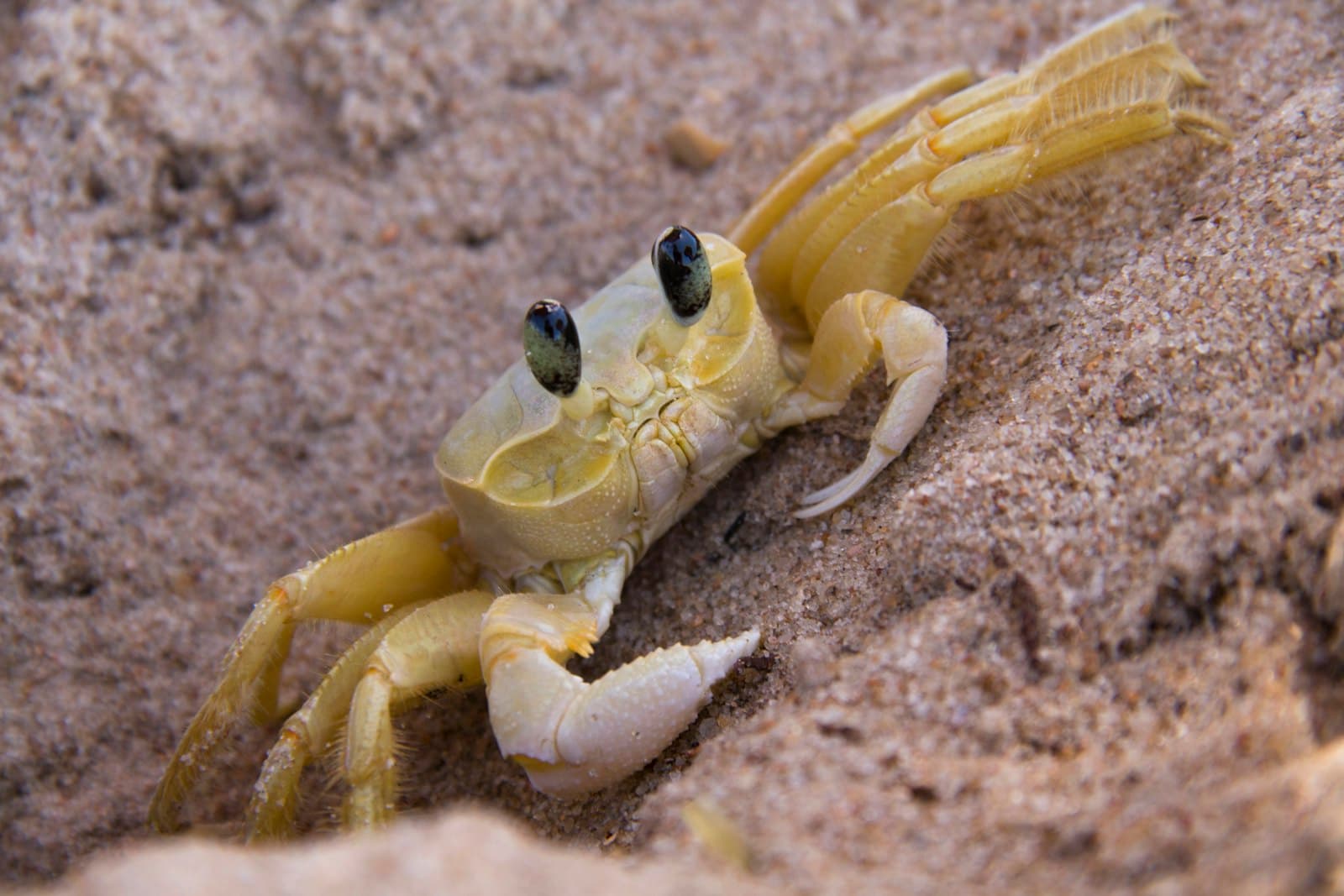 Maceió — yellow crab on brown sand