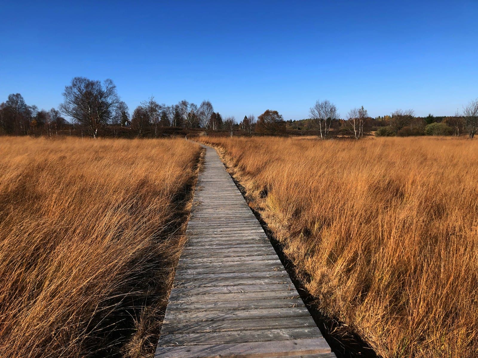 Malmedy — a wooden walkway in a field of tall grass