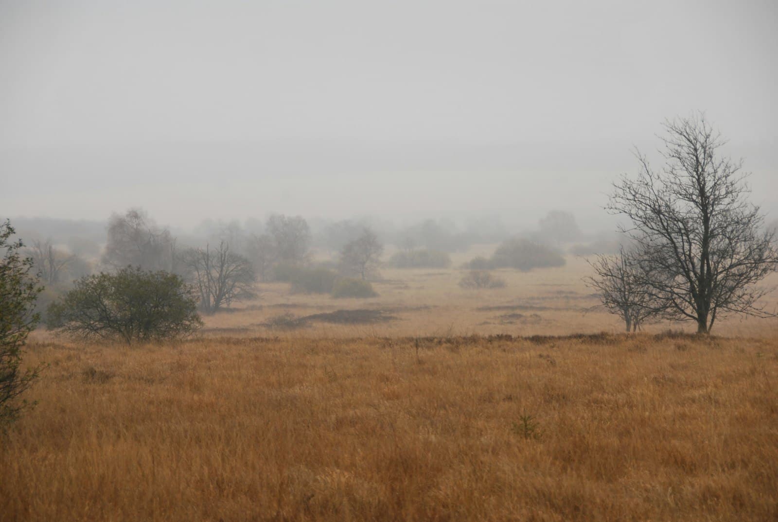 Malmedy — brown grass field during daytime