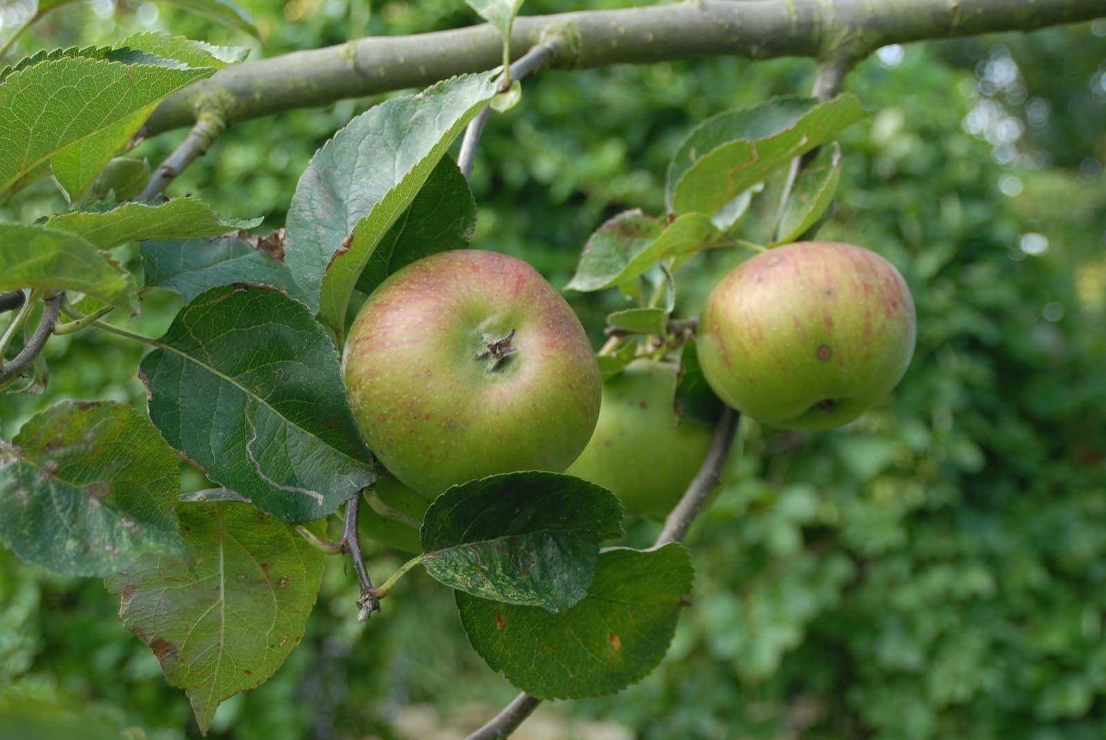 Malvern — a couple of apples hanging from a tree branch