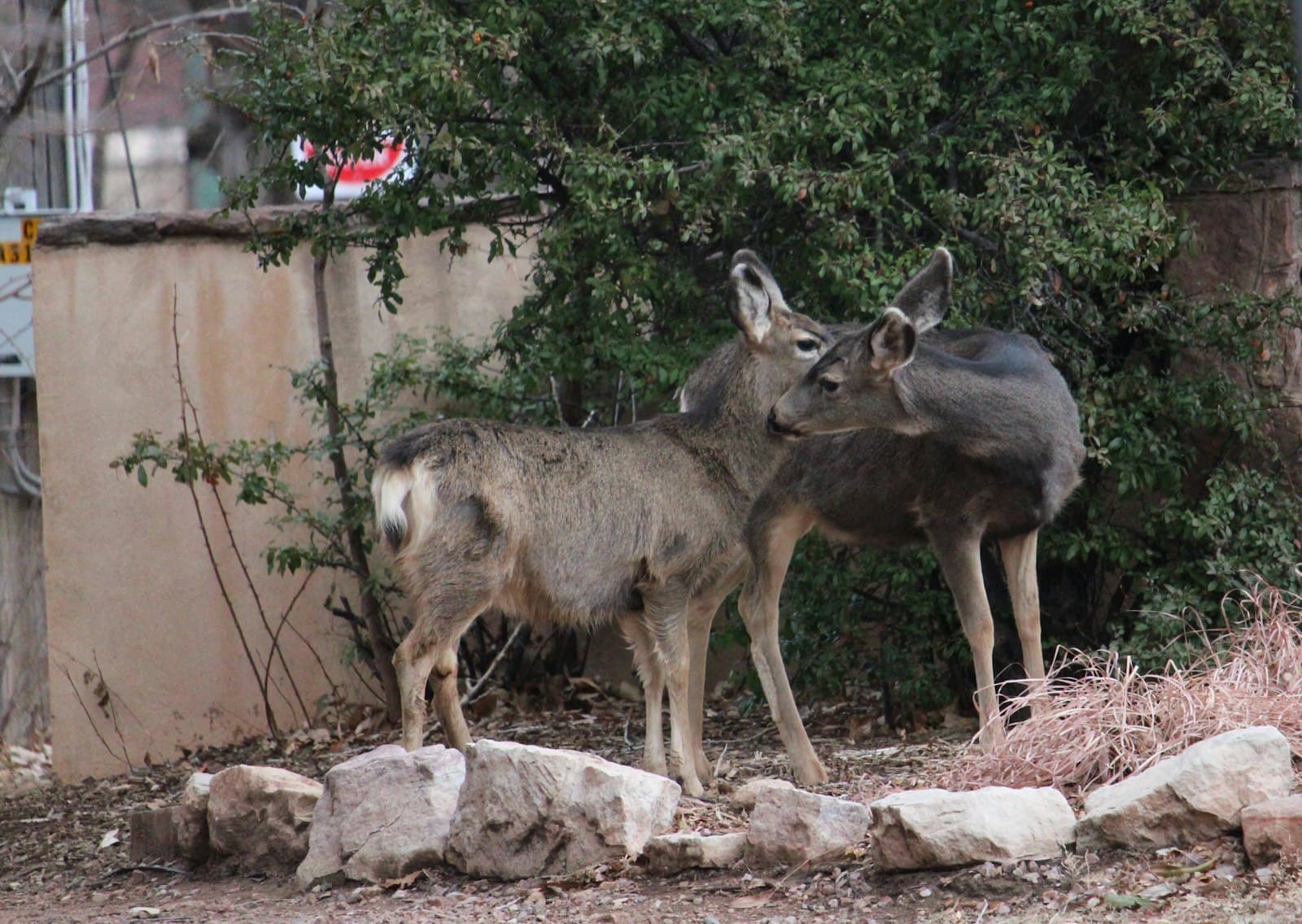 Manitou Springs — Two deer standing near bushes and rocks