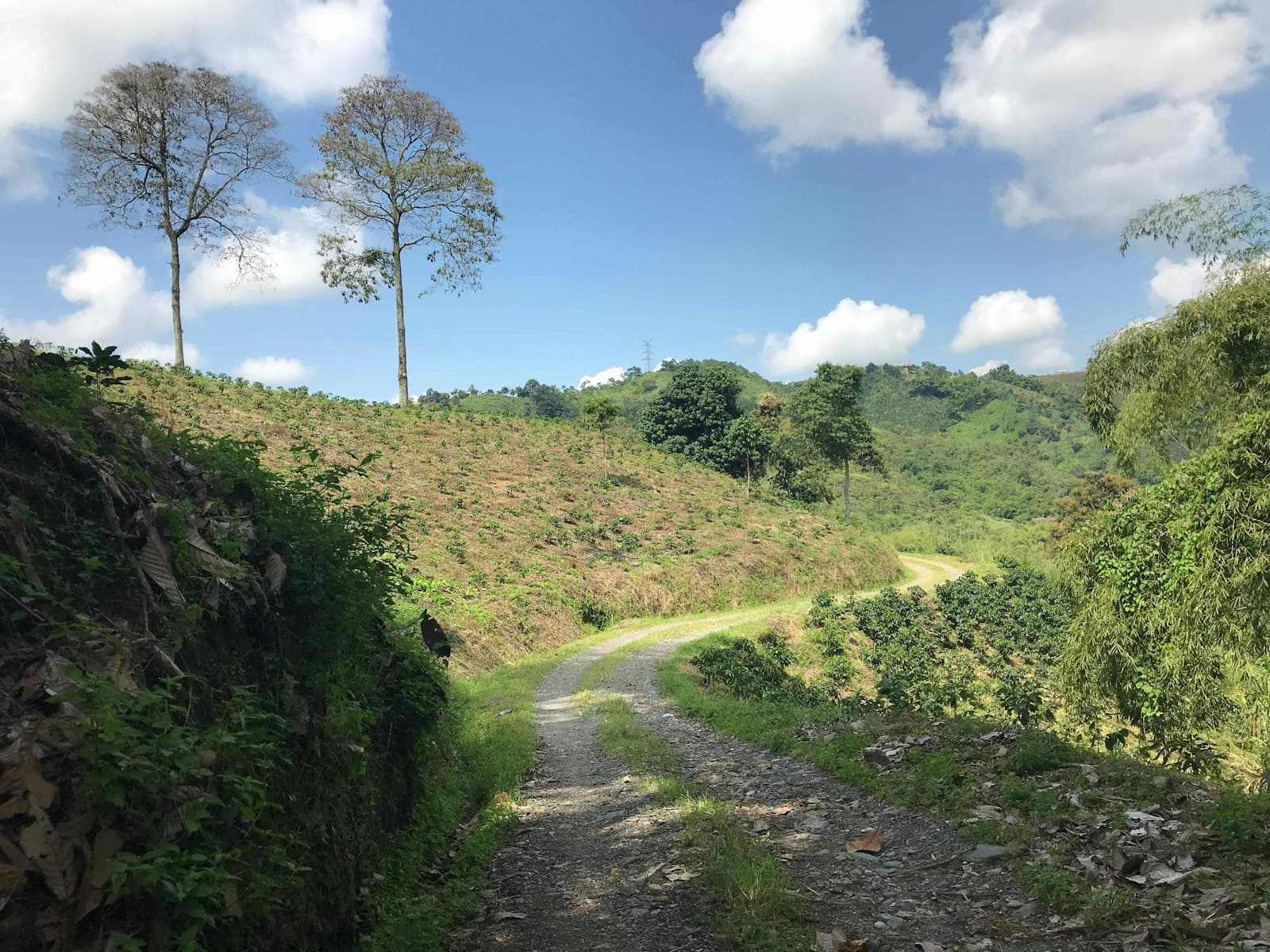 Manizales — green grass field under blue sky during daytime
