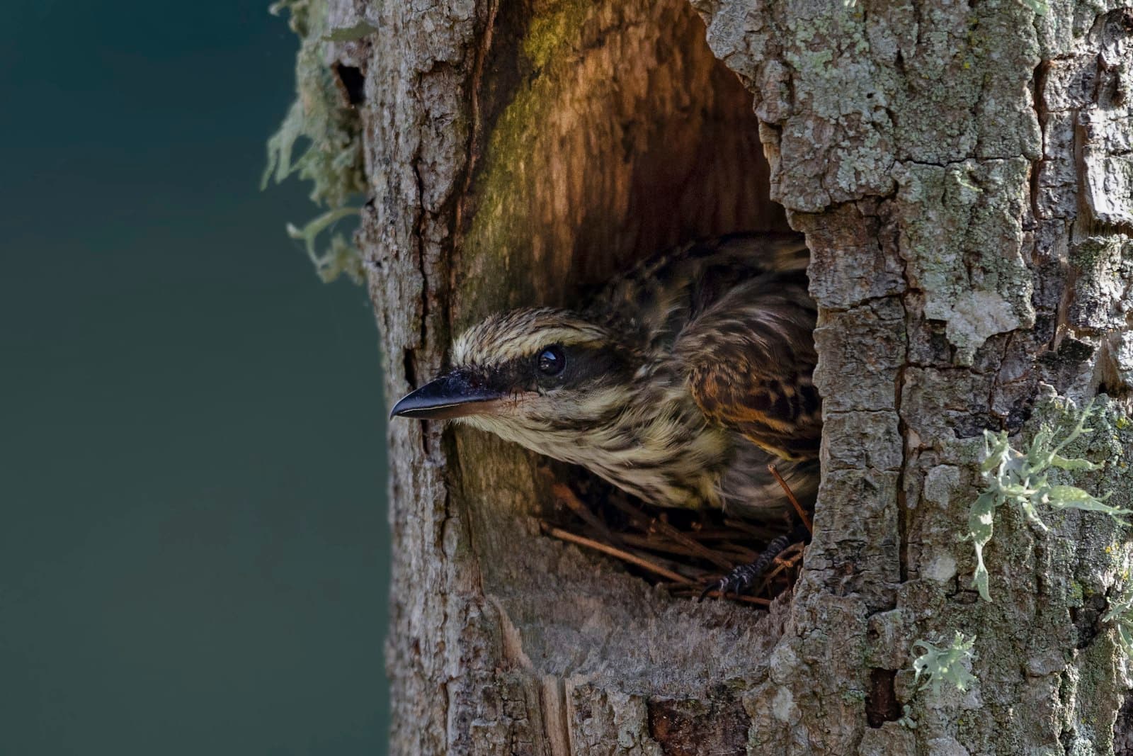 Manizales — brown bird on brown tree trunk