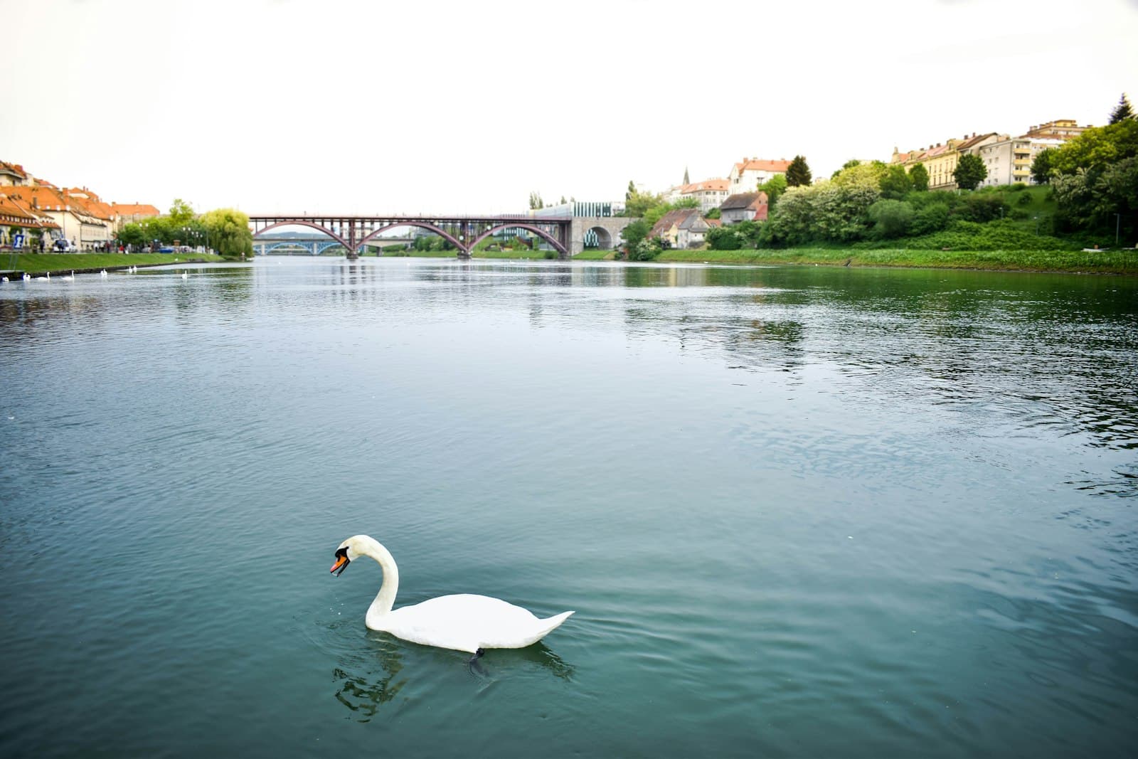 Maribor — white swan on water during daytime