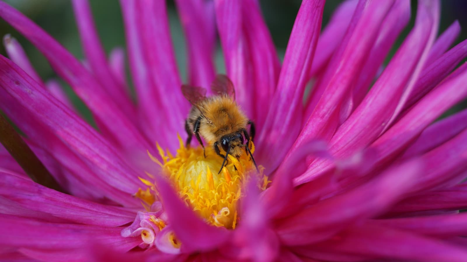 Mainz — brown bee on pink flower