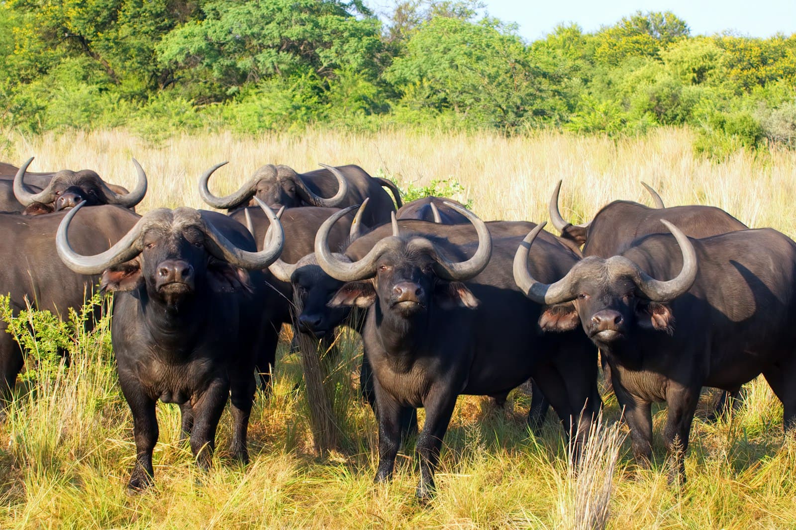Mbombela — black water buffalo on green grass field during daytime