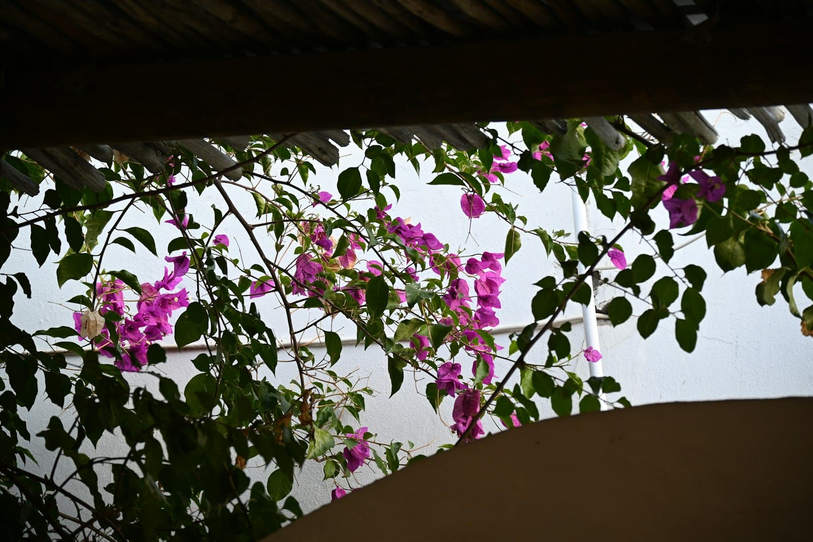 McGregor — a tree with purple flowers