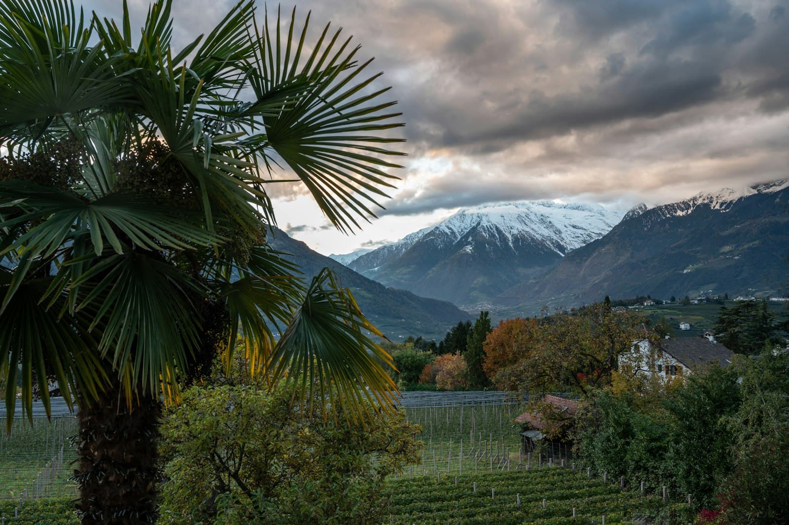 Merano — a palm tree in a field with mountains in the background