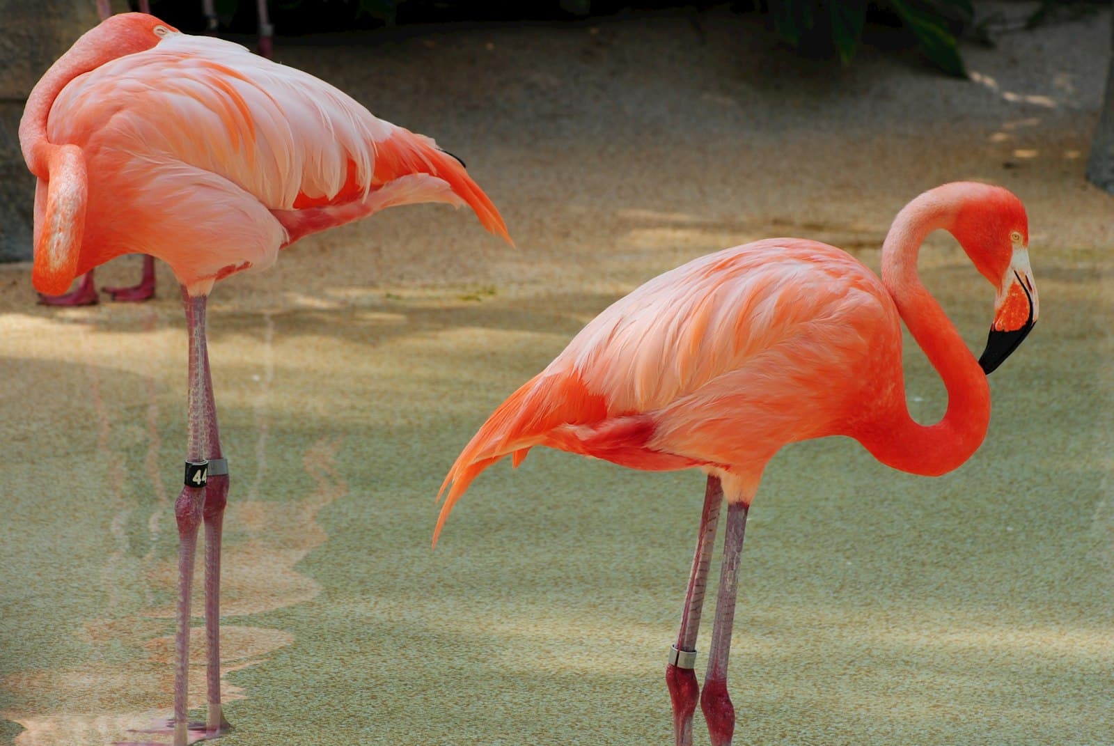 Miami — two pink flamingos standing next to each other