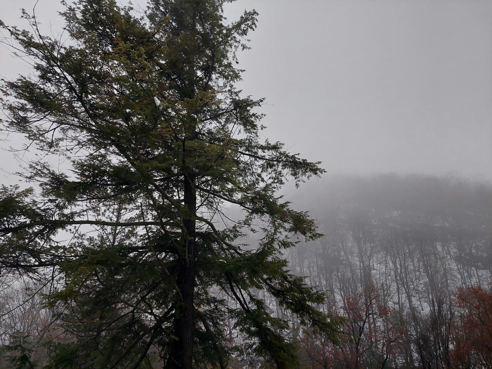 Miskolc — a lone tree in the middle of a foggy forest